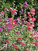 ALCEA ROSEA,  HOLLYHOCK