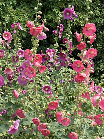 ALCEA_ROSEA__HOLLYHOCK