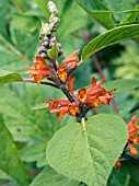 COLQUHOUNIA COCCINEA,  SEMI DECIDUOUS SHRUB