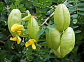 COLUTEA ARBORESCENS,  BLADDER SENNA