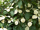 CORNUS KOUSA VAR. CHINENSIS