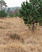 DESCHAMPSIA FLEXUOSA