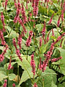 PERSICARIA AMPLEXICAULIS ATROSANGUINEA