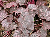 HEUCHERA VELVET NIGHT