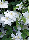 CLEMATIS MARIE BOISSELOT