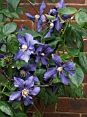 CLEMATIS X DURANDII,  DECIDUOUS CLIMBER