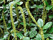 ITEA ILICIFOLIA