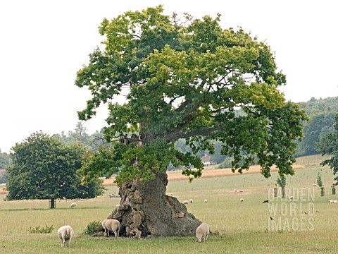 GNARLED_OAK__SUSSEX_COUNTRYSIDE