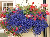 HANGING BASKET WITH LOBELIA,  CALIBRACHOA AND PELARGONIUM