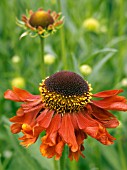 HELENIUM MOERHEIM BEAUTY