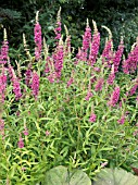 LYTHRUM SALICARIA,  PURPLE LOOSESTRIFE,  NATIVE PERENNIAL