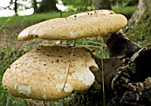 POLYPORUS SQUAMOSUS,  DRYADS SADDLE,  NATIVE FUNGUS