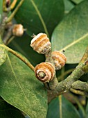 QUERCUS ACUTA,  ACORNS,  ACUTE OAK,  HARDY EVERGREEN TREE