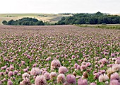 TRIFOLIUM PRATENSE,  RED CLOVER,  COMMERCIAL FARM CROP