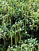 ITEA ILICIFOLIA