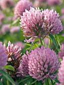 TRIFOLIUM PRATENSE,  RED CLOVER,  COMMERCIAL FARM CROP