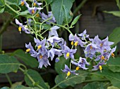 SOLANUM CRISPUM GLASNEVIN,  TENDER DECIDUOUS CLIMBER