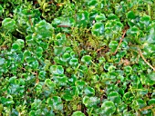 LIVERWORT (LAWN WEED)