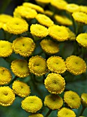 TANECETUM VULGARE,  TANSY,  PERENNIAL HERB