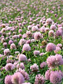 TRIFOLIUM PRATENSE, (RED CLOVER)