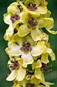 VERBASCUM  NIGRUM,  DARK MULLEIN,  NATIVE BIENNIAL