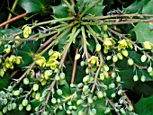 MAHONIA JAPONICA BEALEI