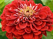 ZINNIA METEOR