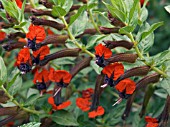 CUPHEA LLAVEA GEORGIA SCARLET