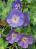 GERANIUM BUXTON BLUE