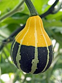 GOURD,  BOUTAILLE MINIATURE,  HALF HARDY ORNAMENTAL CUCURBIT