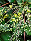 MAHONIA JAPONICA BEALEI