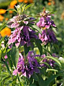 MONARDA CITRIODORA,  LEMON BERGAMOT,  PERENNIAL HERB