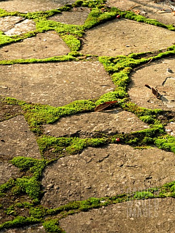 MOSS_IN_CRAZY_PAVING