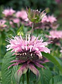 MONARDA STAIRWAY