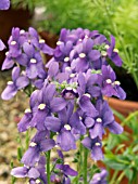 NEMESIA CAERULEA,  TENDER ANNUAL POT PLANT