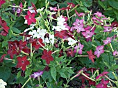 NICOTIANA MIXED,  ANNUAL BEDDING PLANT