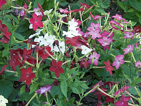 NICOTIANA_MIXED__ANNUAL_BEDDING_PLANT