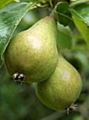 PYRUS COMMUNIS,  PEARS WILLIAMS BON CHRETIEN