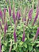 TEUCRIUM HIRCANICUM