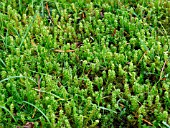 MOSS IN LAWN