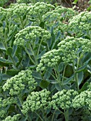 SEDUM SPECTABILE