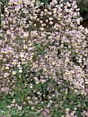 THALICTRUM DELAVAYI