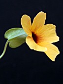 THUNBERGIA ALATA BLUSHING SUSIE