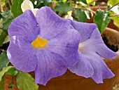 THUNBERGIA GRANDIFLORA IN CONTAINER