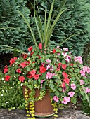 CONTAINER WITH IMPATIENS,  CORDYLINE