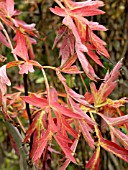 PAEONIA (TREE PEONY) AUTUMN