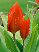 TULIPA PRATENSE