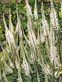 VERONICASTRUM VIRGINICUM ALBUM