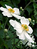 ANEMONE X HYBRIDA HONORINE JOBERT