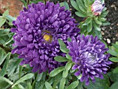 ASTER CARPET BALL BLUE,  BEDDING PLANT